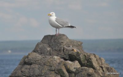 L’Acadie – part II