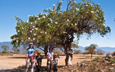 Monte Alban, Oaxaca