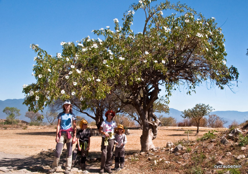 Les arbres à fleurs blanches
